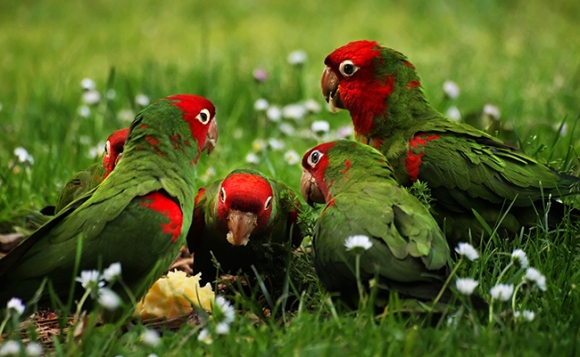 Animal 09 - Parrots.jpg